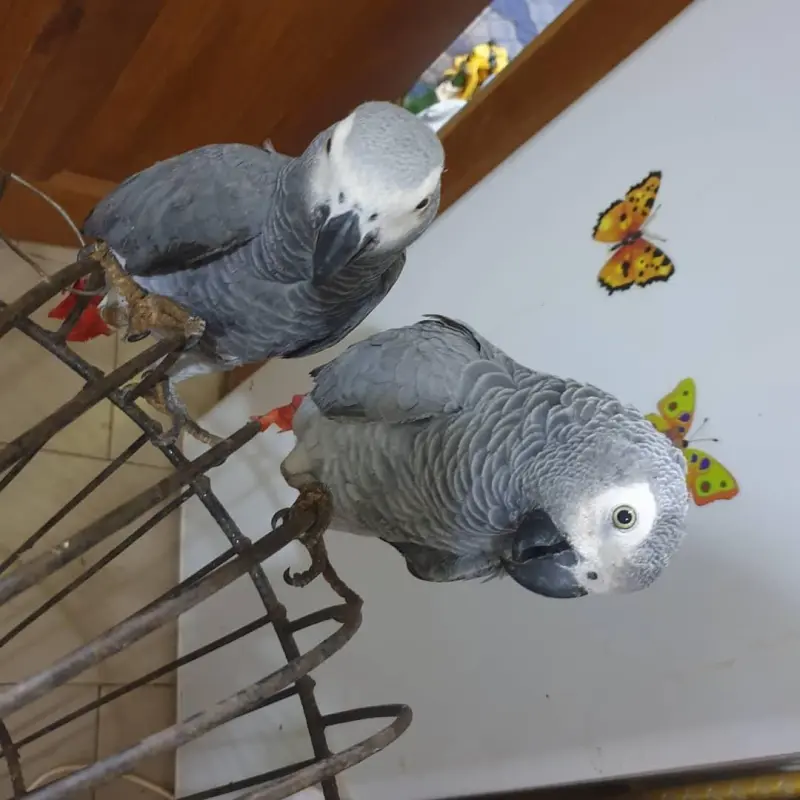 African Grey Parrot Nest  Avatar Bg