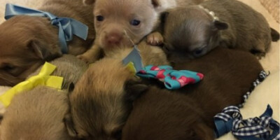 Pretty puppies for ready home adorable and well vet puppies for ready home  for more info