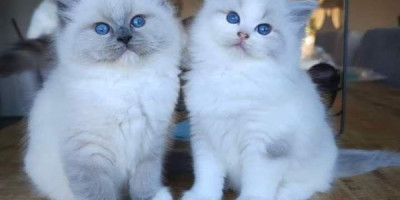 Adorable Kittens available! Playful affectionate and full of energy.