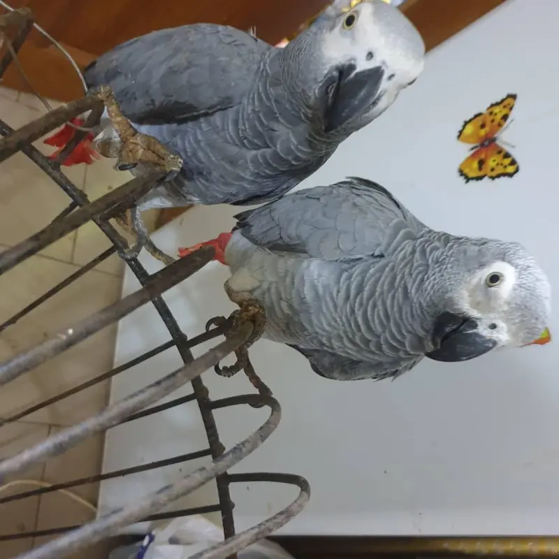 African Grey Parrot Nest  Avatar Bg