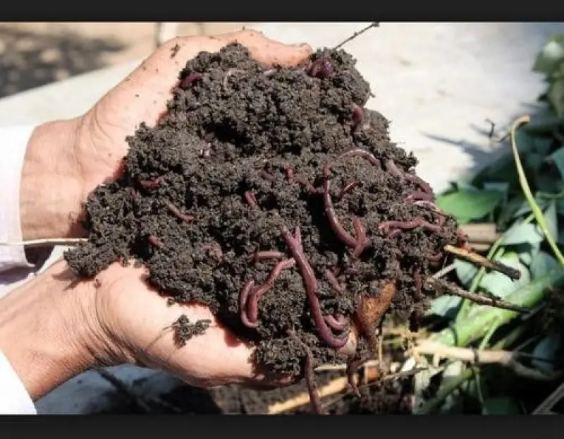 SS Vermicompost Avatar Bg