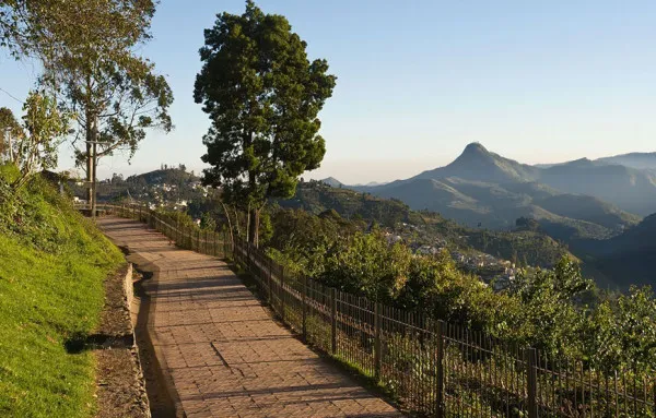 Griffin Travels Avatar Bg