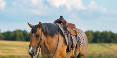Meet ART Chips Wild Leo aka Chip the kind of gelding