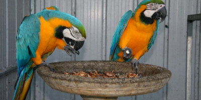 Beautiful blue and gold macaws for adoption