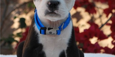 Healthy Boston Terrier Puppies Ready Now