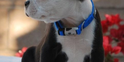 Boston Terrier Puppies Great Markings Boston Terrier Puppies Great Markings